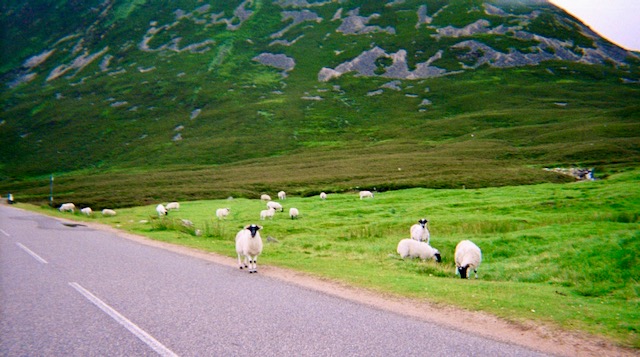 Some sheep by the road