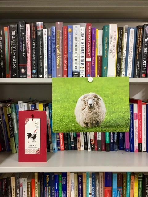 Bookshelf with sociology books (and a photo of a sheep)